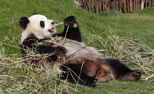 Ath, Belgique, le 1er avril 2014. L'un des deux pandas du parc Pairi Daiza, Hao Hao et Xing Hui.
