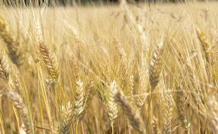 Exploitation agricole dans le Tarn.