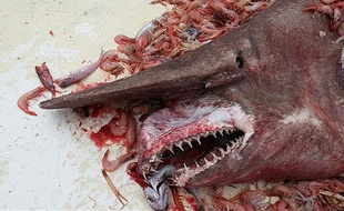 un requin gobelin remonté dans les filets d'un pêcheur au large du Mexique