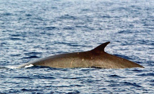 Un rorqual fait rapidement surface en mer Méditerranée en 2002.