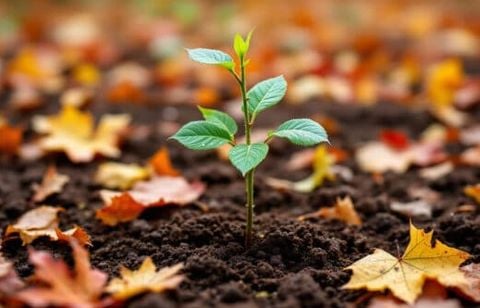 La dernière semaine d’octobre est le moment idéal pour commencer un verger, voici nos conseils