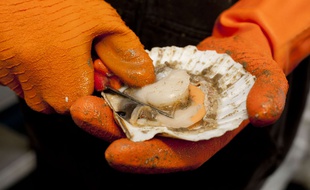 Illustration d'une coquille Saint-Jacques.
