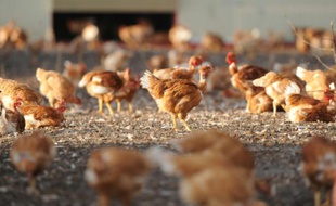 L'Arabie saoudite suspend l'importation de volailles de sept régions françaises, par crainte de la grippe aviaire