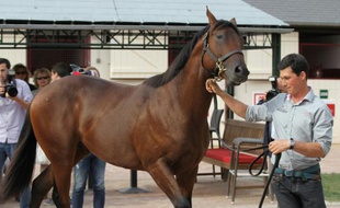 Ce jeune poulain pur sang fils de Dubawi et Pacifique a été acheté pour 2,6 millions d'euros le 16 août 2015 lors des prestigieuses ventes de yearlings de futurs chevaux de course de galop, à Dauville
