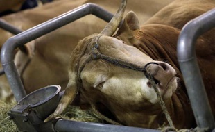 A picture taken on March 1, 2013 shows a beef during the International Agriculture Fair of Paris at the Porte de Versailles exhibition centre. Some 1,300 exhibitors and 4,000 animals attend the fair which runs from from February 23 to March 3, 2013. AFP PHOTO KENZO TRIBOUILLARD