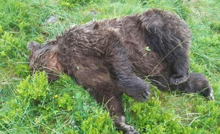 L'ours retrouvé mort le 9 juin 2020 à Ustou dans l'Ariège.