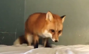 Capture d'une vidéo de renard postée par juniperfoxx sur Instagram.
