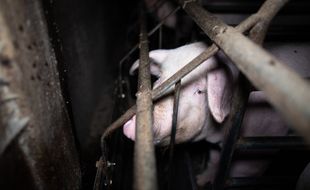 Les images ont été tournées en septembre dans un élevage à Dirinon dans le Finistère.