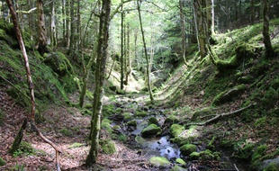La première forêt cinéraire de France, se trouve en Haute-Garonne, à Arbas.