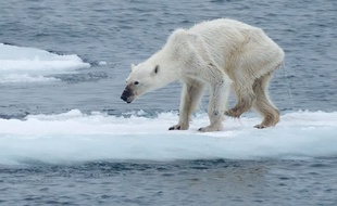 Postée en août dernier, la photo d'un ours polaire affamé, a suscité l'émotion des internautes sur la toile