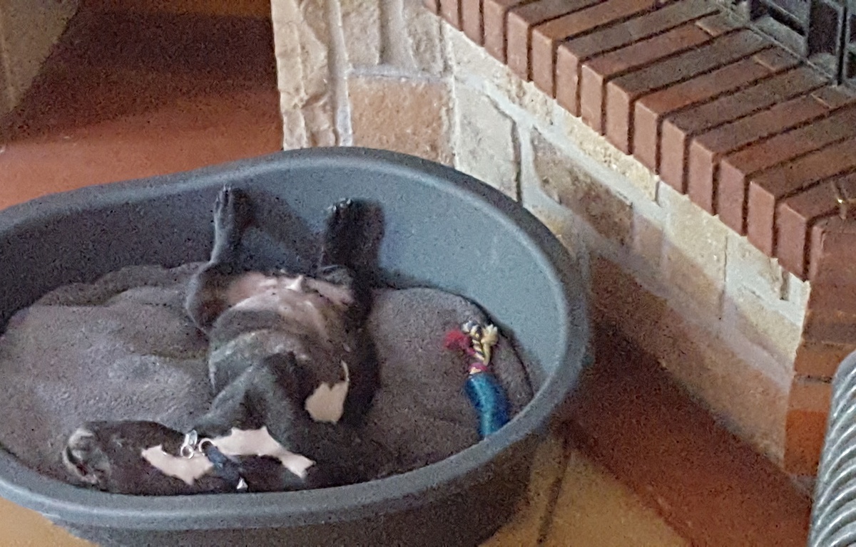 Montpellier consacrée comme la ville la plus bienveillante pour les chiens