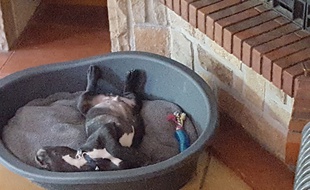 Pour la troisième fois en quatre ans, Montpellier est désignée comme la ville où il fait bon vivre avec son chien.