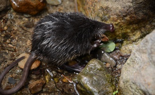 Le très discret desman des Pyrénées fréquente les cours d'eau de la chaîne et du nord-ouest de la péninsule ibérique.