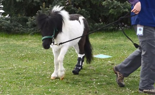 Amputé d'une jambe, le petit poney peut à nouveau marcher après s'est fait poser une prothèse conçue par une imprimante 3D.