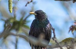 La pollution lumineuse pousse les oiseaux à chanter plus longtemps qu’avant