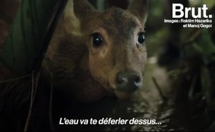 De nombreuses biches ont pu être sauvées.