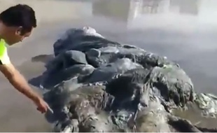 Une étrange créature a été retrouvée sur une plage d'Acapulco.