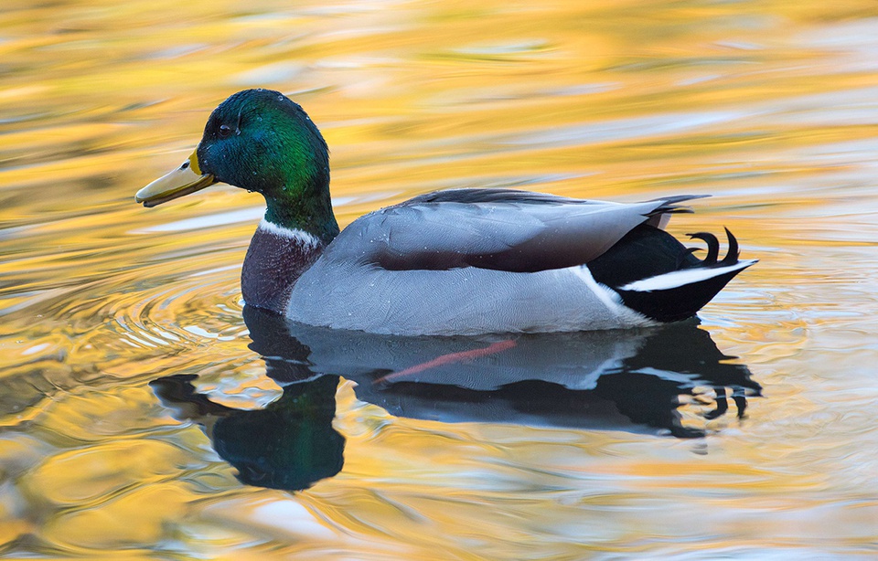 Il Tué Un Canard Sur Tiktok Côte d’Azur: Il tue un canard dans sa résidence pour le cuisiner à l’orange