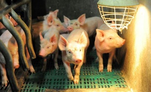 Des porcs dans une exploitation porcine bretonne, le 11 août 2015 à Ploneour-Lanvern