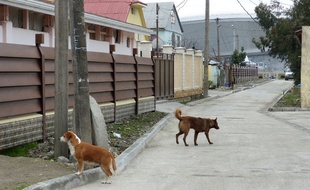 Des chiens errants à Adler, autour du parc olympique des Jeux de Sotchi, le 12 février 2014