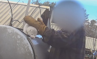Capture d’écran d’une vidéo réalisée par l’association PETA dans un élevage de fourrure du Wisconsin (Etats-Unis)
