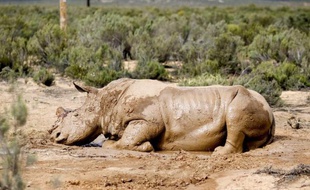 Le massacre des rhinocéros en Afrique du Sud a atteint un nouveau record, avec 341 animaux braconnés depuis le début de l'année, contre 333 sur l'ensemble de 2010, a indiqué jeudi l'organisation de défense de l'environnement WWF.