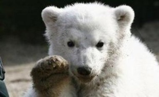Knut, l'ourson vedette du zoo de Berlin, déclenche l'hystérie lors de chaque apparition.