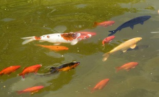 Des poissons dans un jardin botanique.