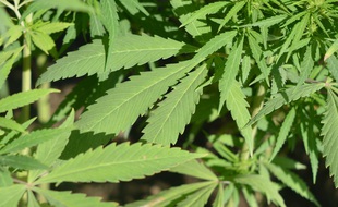 Illustration d'un pied de cannabis.