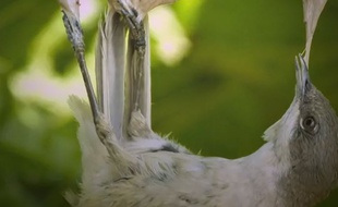 Un oiseau attrapé avec de la glu