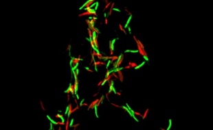 Des bacilles de la tuberculose en train de mourir (en rouge).