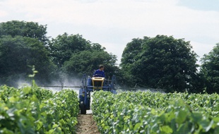 Les vignes font partie des cultures les plus traitées.