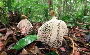 Satyres voilés (Phallus indusiatus), Sumatra, Indonésie.