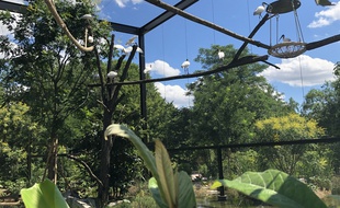 La nouvelle forêt asiatique du parc de la tête d'Or ouvre mercredi à Lyon.