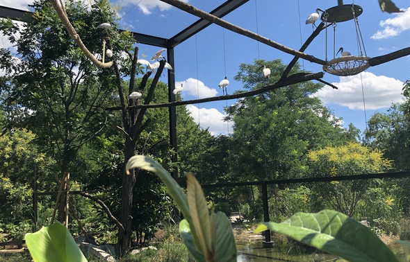 Foret D'asie Parc De La Tete D'or Lyon : La forêt asiatique du parc de la Tête d'or ouvre mercredi
