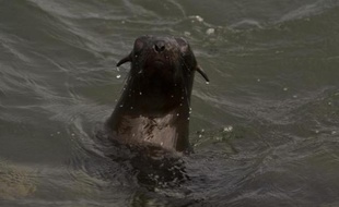 Un phoque à Isla de Lobos en Uruguay le 19 mars 2014