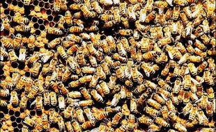 La célèbre police montée du Canada s'est vue confier une mission inhabituelle: retrouver un essaim d'abeilles qui s'est enfui à la suite d'un coup d'Etat au sein de sa ruche.