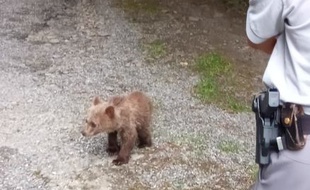 L'ourson retrouvé le 6 juillet à Fos, en Haute-Garonne, n'avait pas survécu sans sa mère.