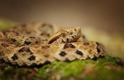 Un serpent exotique découvert sur la voie publique à Hendaye