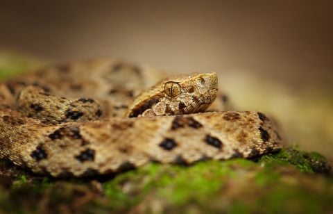 Un serpent exotique découvert sur la voie publique à Hendaye
