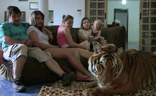 Une famille brésilienne vit avec sept tigres