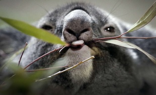 Un koala en train de manger de l'eucalyptus (illustration).
