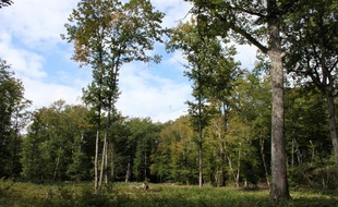 Une parcelle de régénération en forêt d'Orléans, dans le massif d'Ingrannes, le 22 septembre 2011.