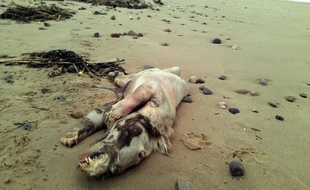 Une étrange carcasse a été retrouvée sur une plage britannique, le 22 février 2013