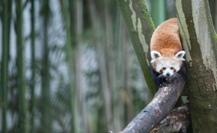 Le panda roux lors de l'inauguration de l'espace asiatique au zoo de Mulhouse le 15 juin 2016