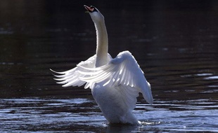 Un cygne tuberculé.