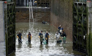 Des employés recueillent les poissons dans une écluse du canal Saint-Martin, le 5 janvier 2016 à Paris