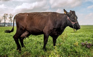 Illustration d'une vache "Rouge Flamande" à Wemaers-Cappel (Nord). AFP PHOTO / PHILIPPE HUGUEN