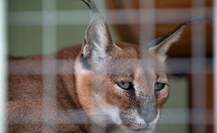 Un caracal au zoo de Sotchi, en Russie.