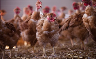 Illustration d'une exploitation de poulets.